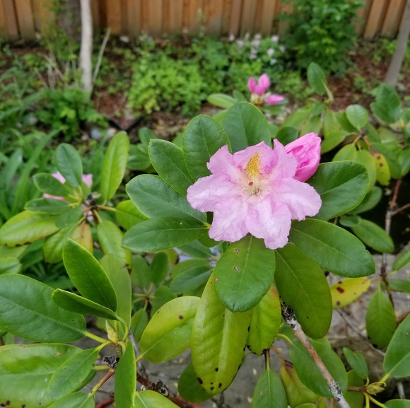 Meet your Posher, Linda - Picture 1 of 1